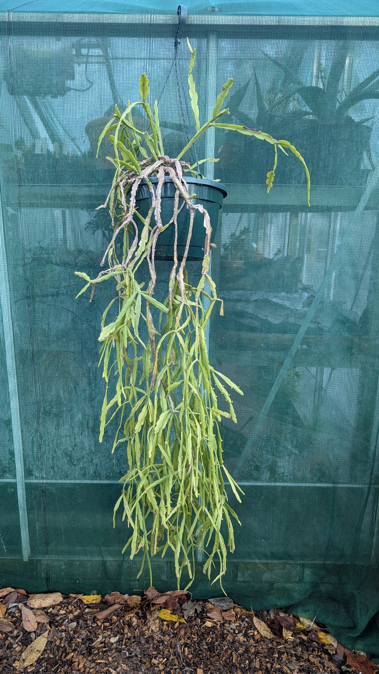 Rhipsalis micrantha XL