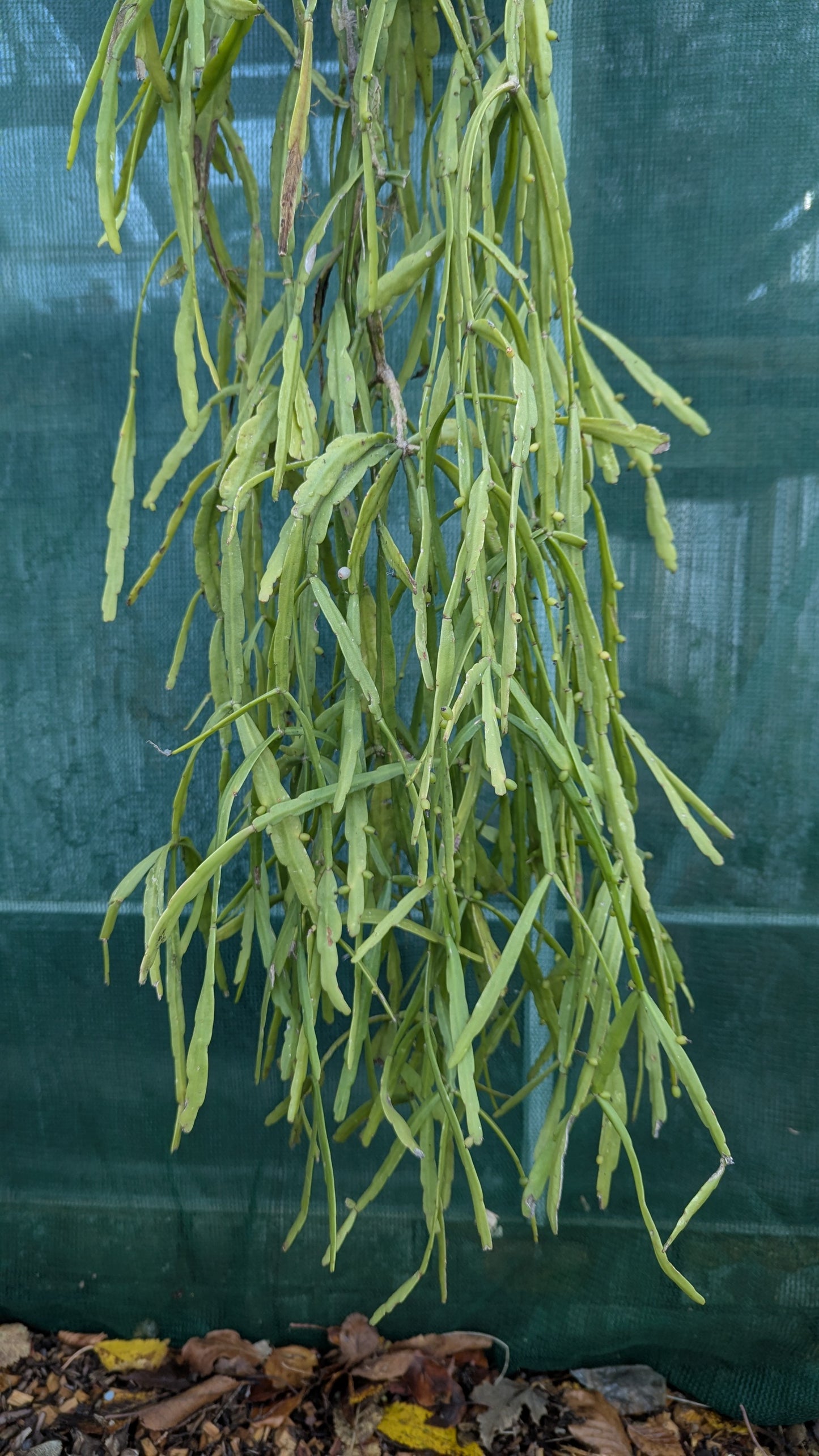 Rhipsalis micrantha XL