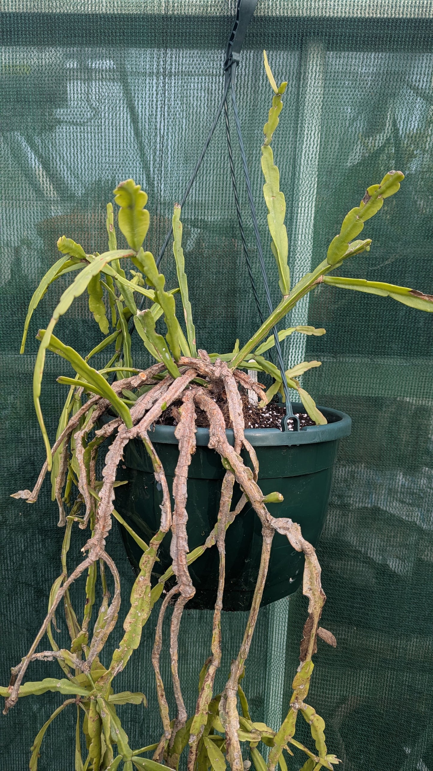 Rhipsalis micrantha XL