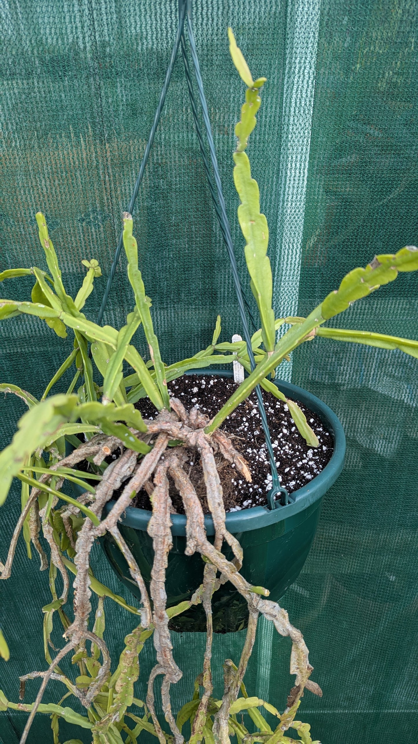 Rhipsalis micrantha XL