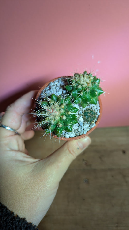 Echinocactus grusonii pup (multihead)