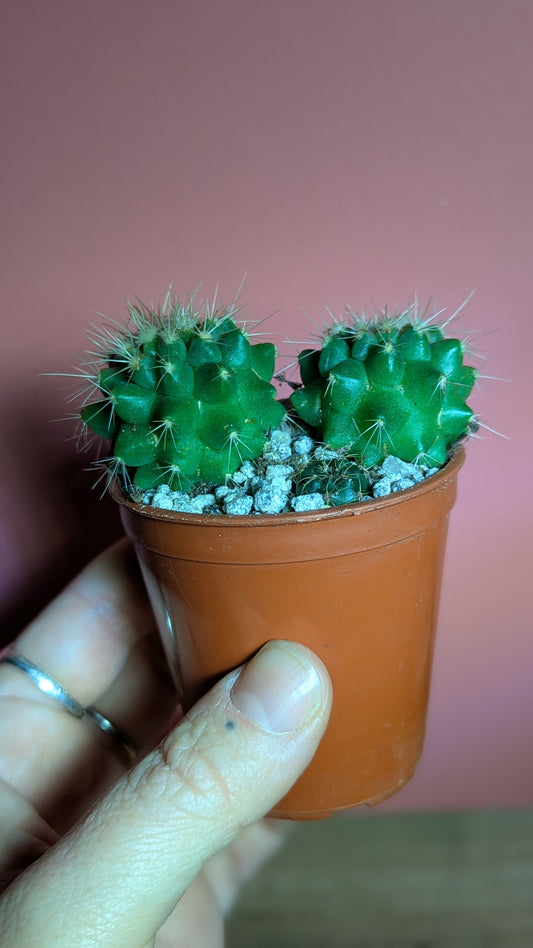 Echinocactus grusonii pup (multihead)