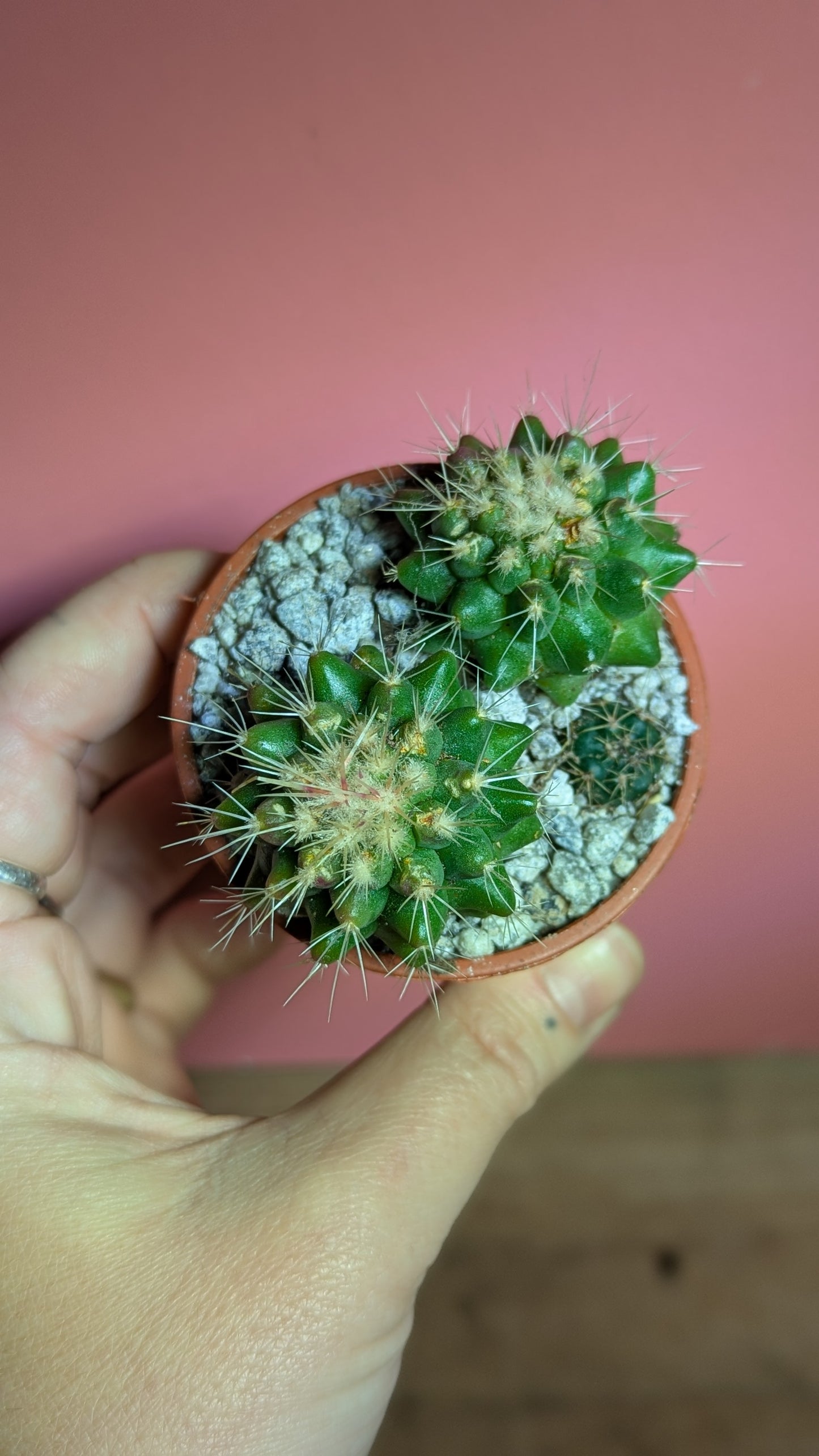 Echinocactus grusonii pup (multihead)