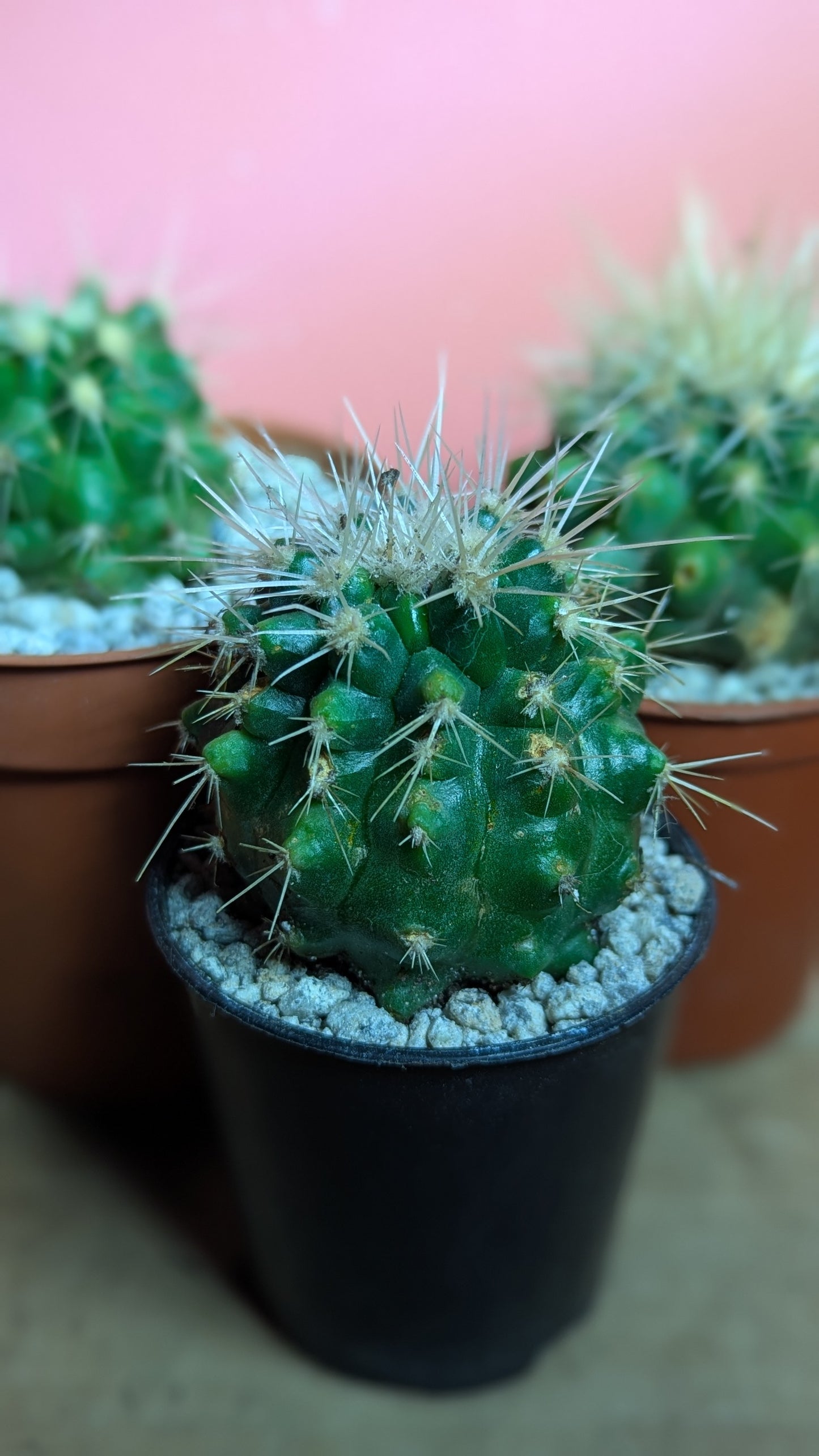 Echinocactus grusonii pup