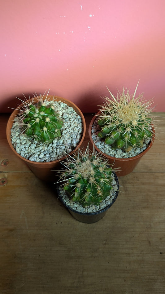 Echinocactus grusonii pup