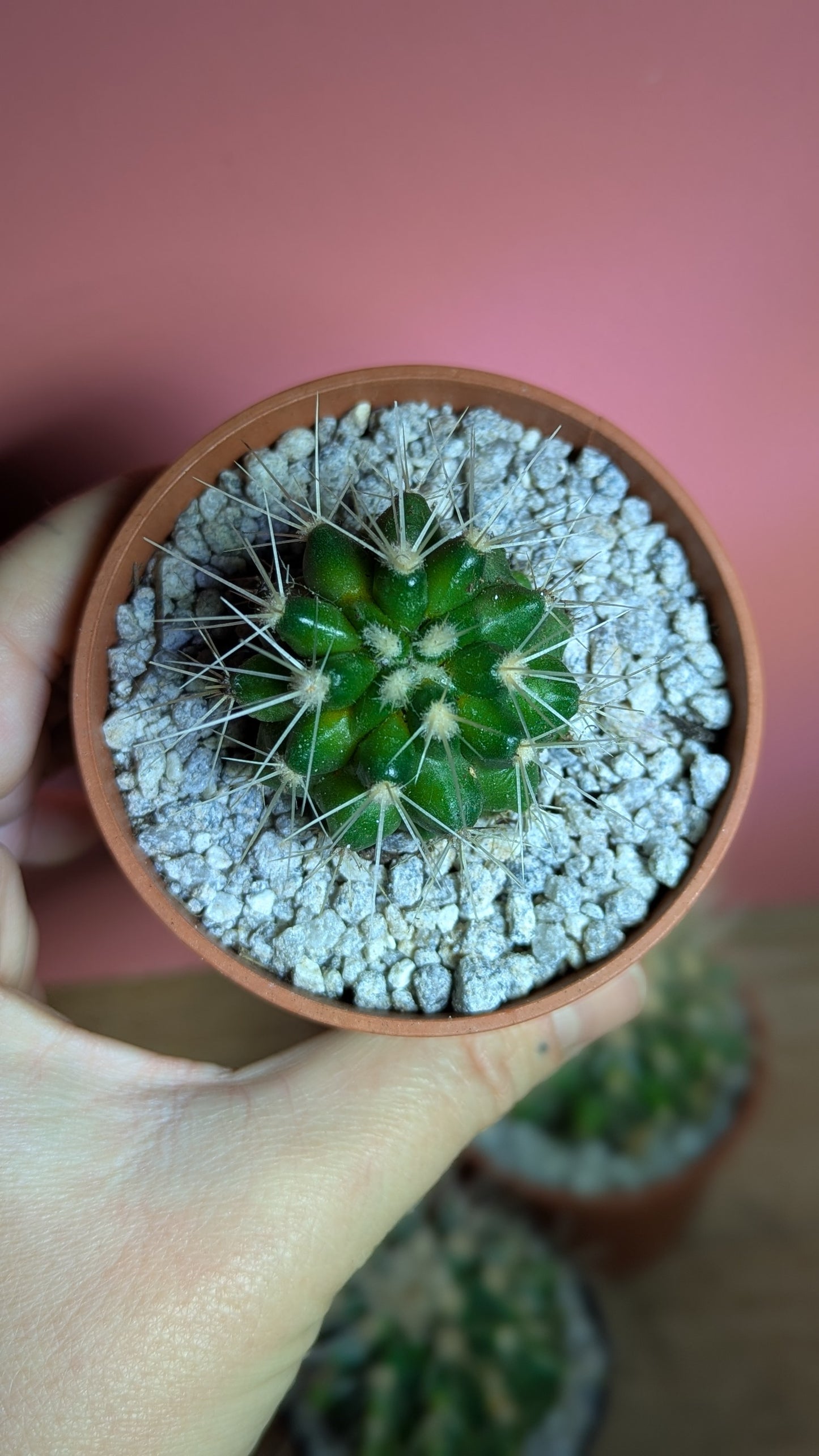 Echinocactus grusonii pup