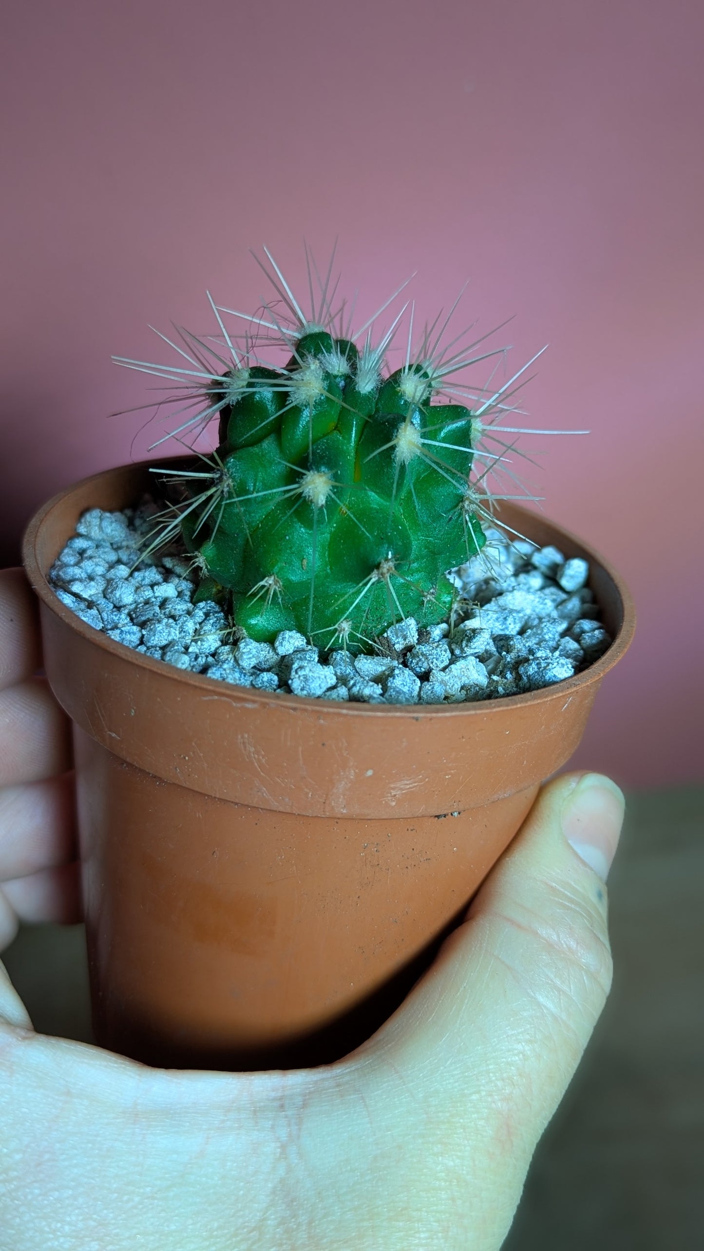 Echinocactus grusonii pup