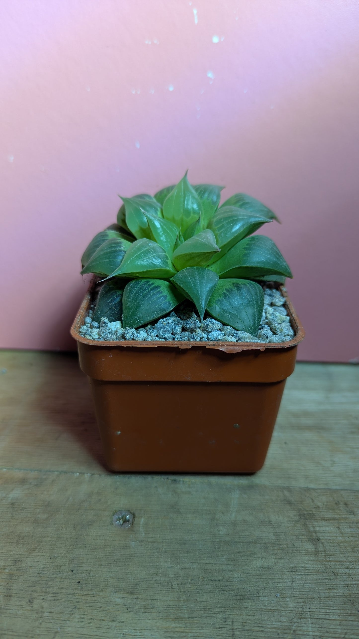 Haworthia turgida