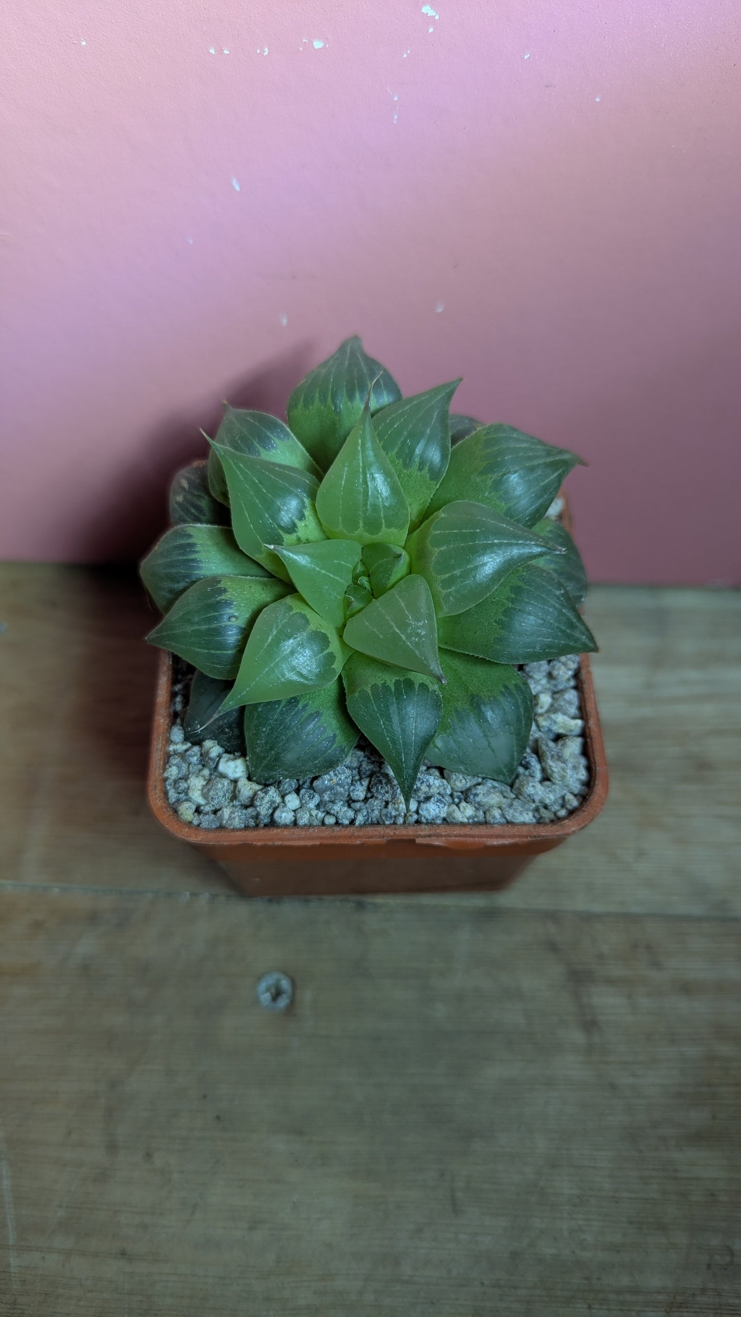 Haworthia turgida