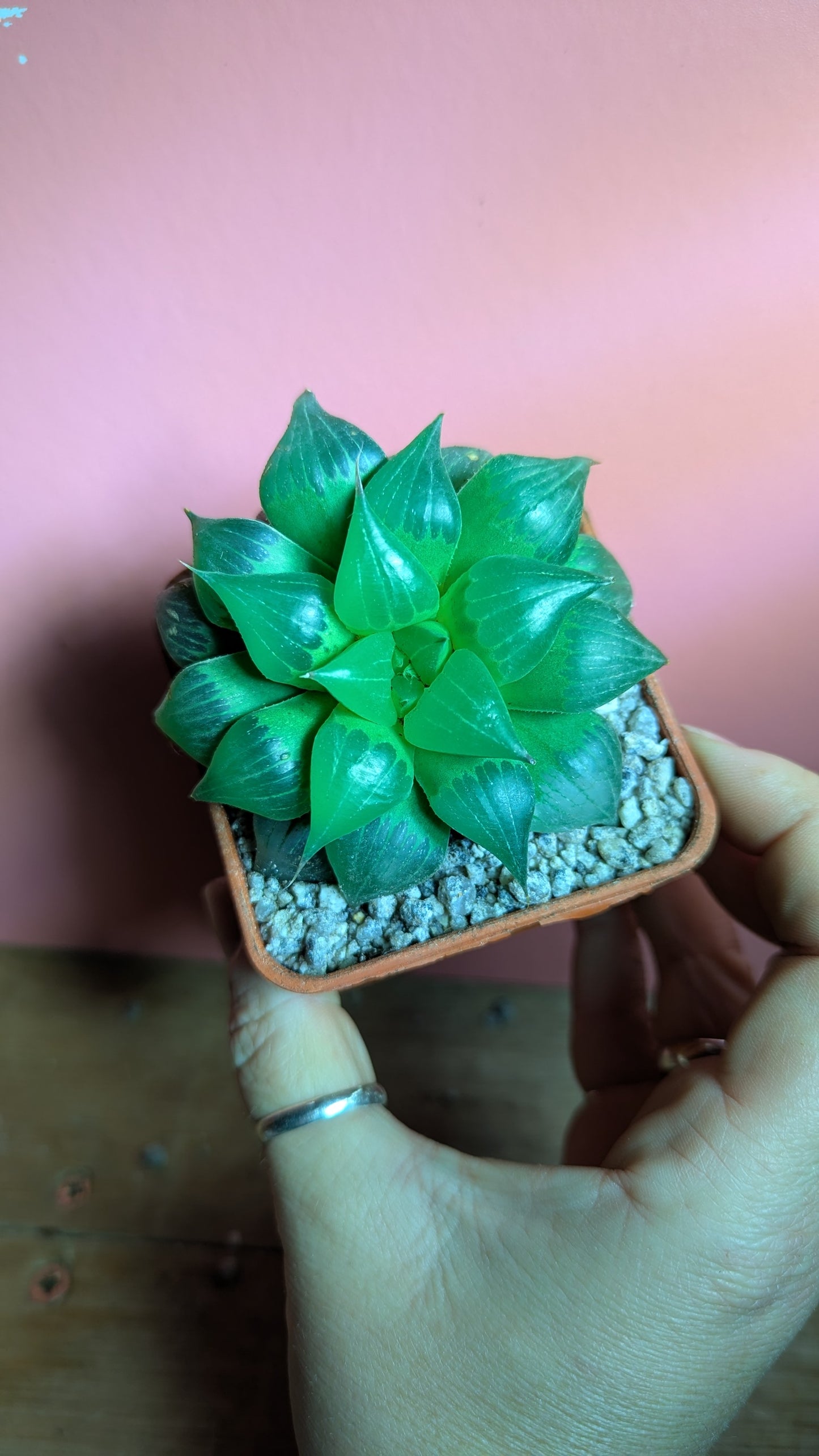 Haworthia turgida