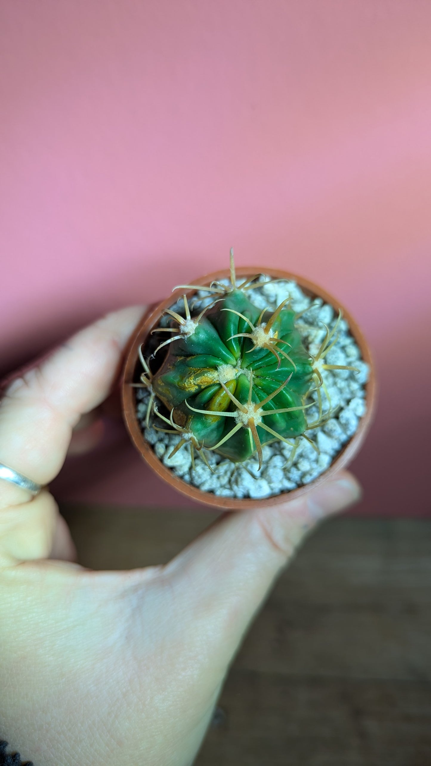 Ferocactus macrodispus