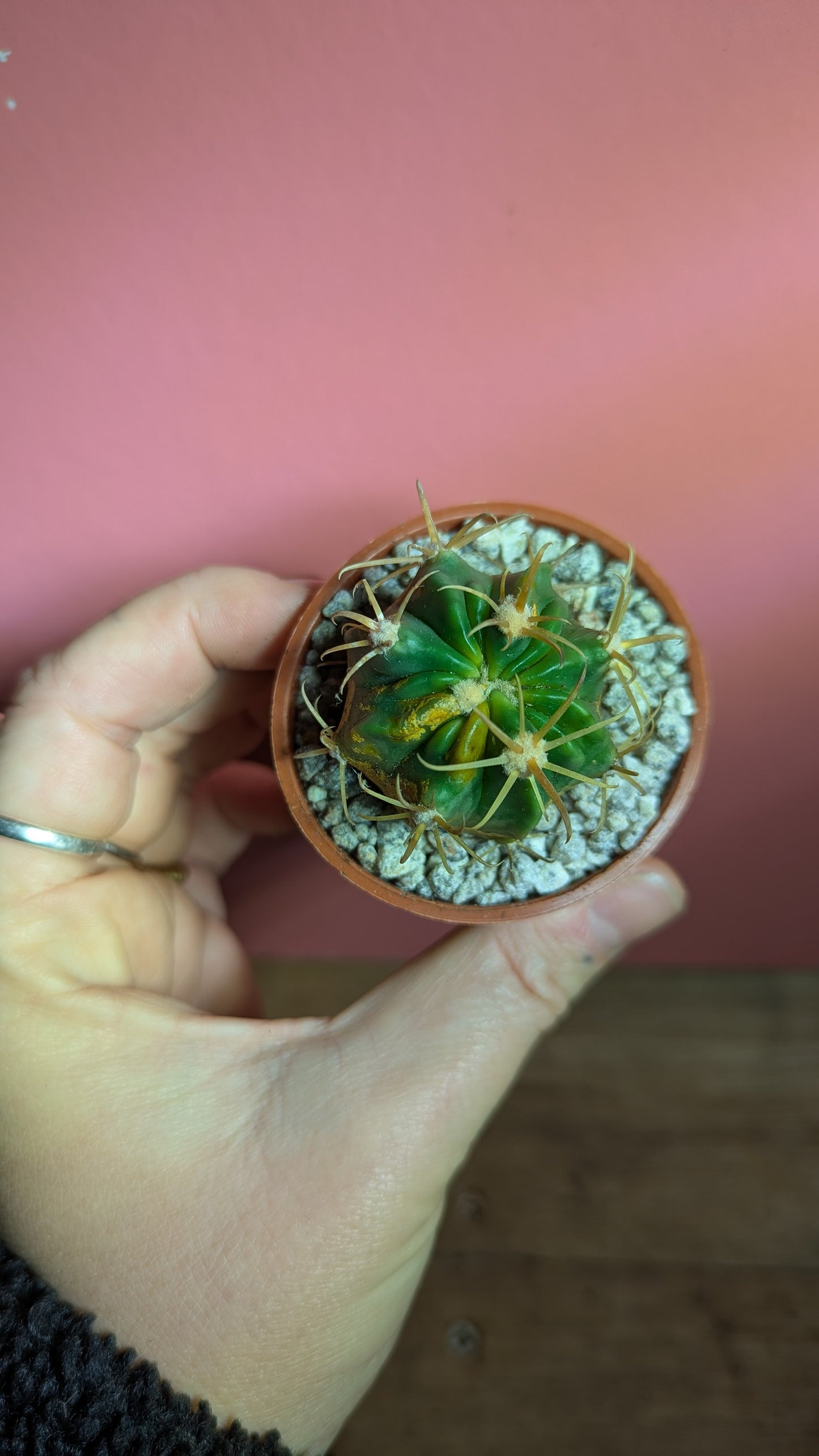 Ferocactus macrodispus