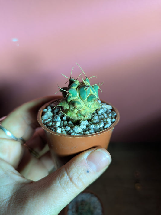 Thelocactus pup (damaged)