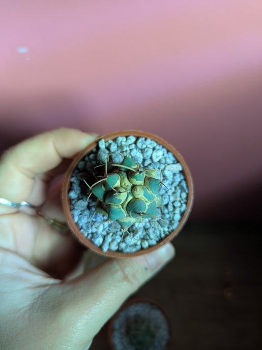 Thelocactus pup (damaged)