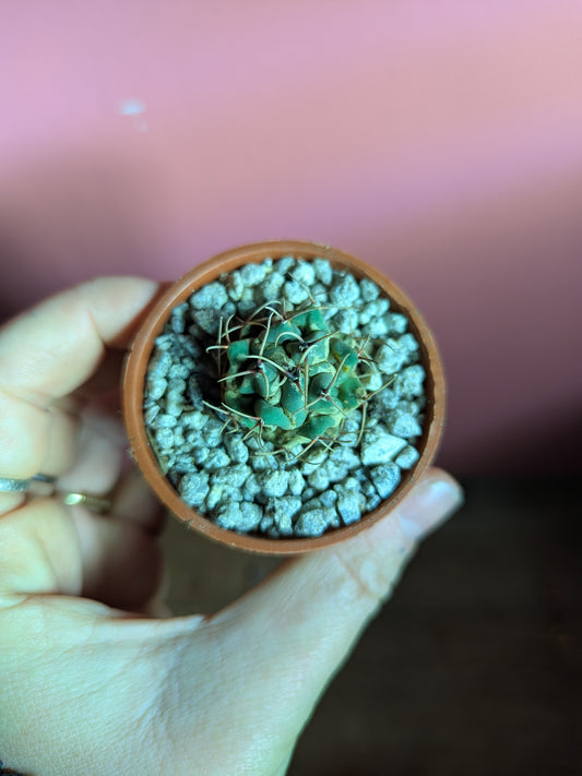 Coryphanta pup B (we think!)