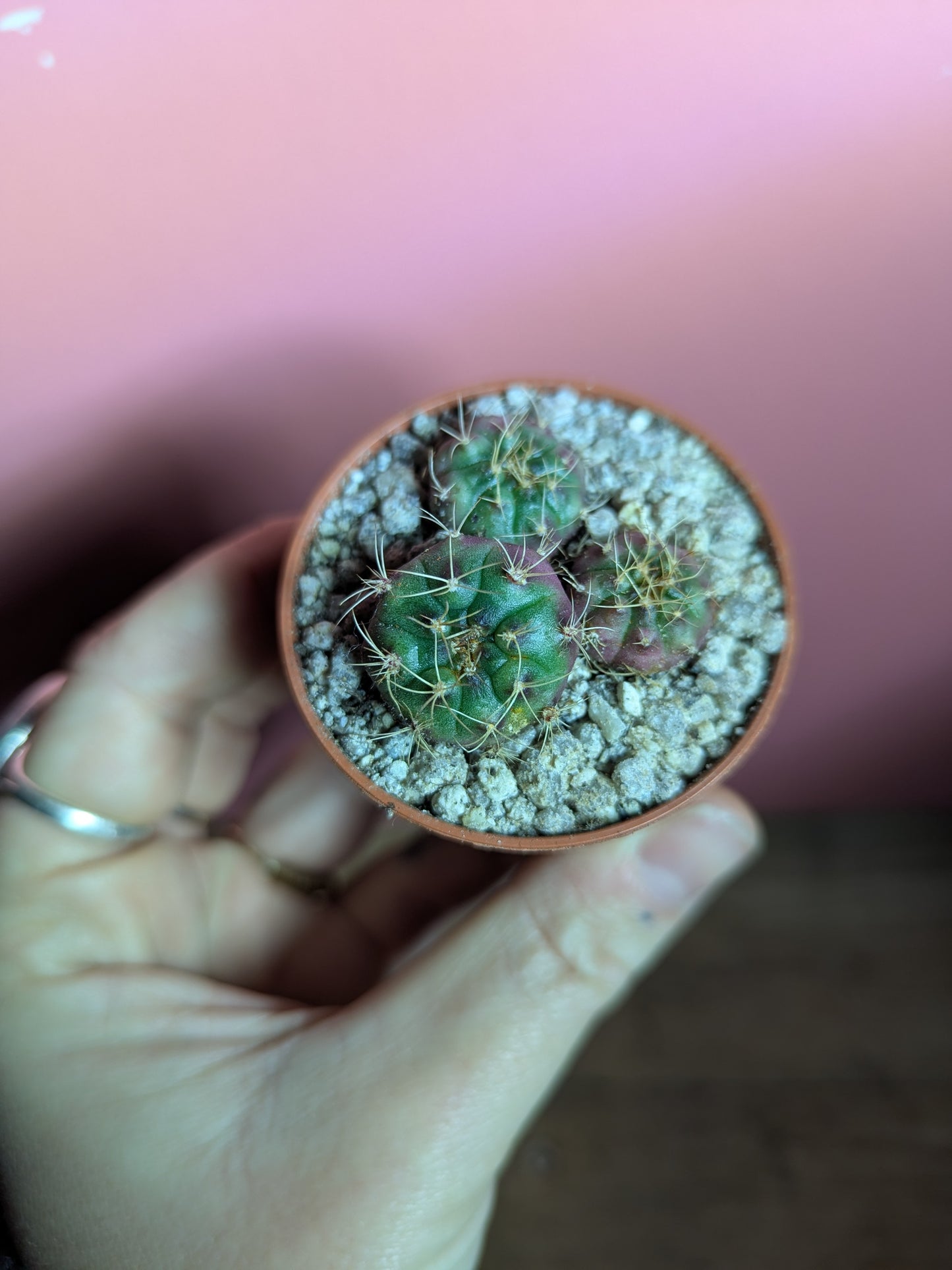 Gymnocalycium pup