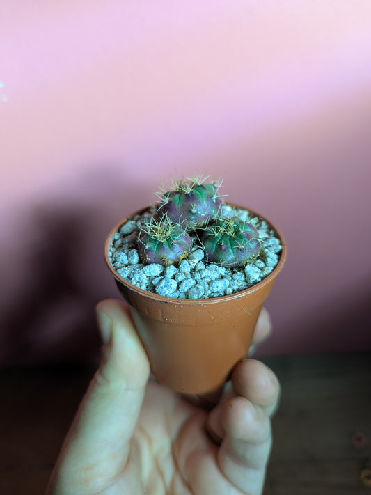 Gymnocalycium pup