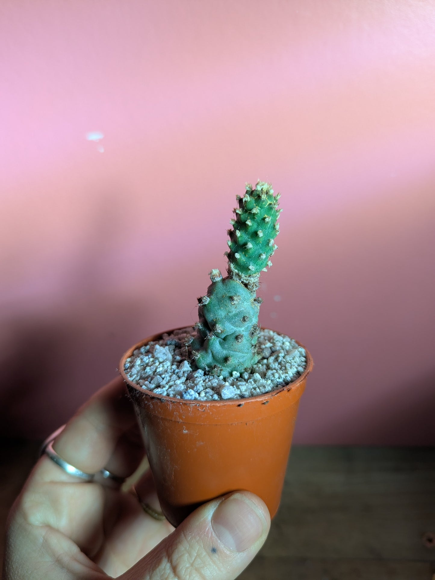 Tephrocactus strombiloformis baby