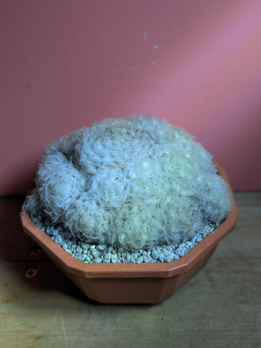 Mammilaria bocasana