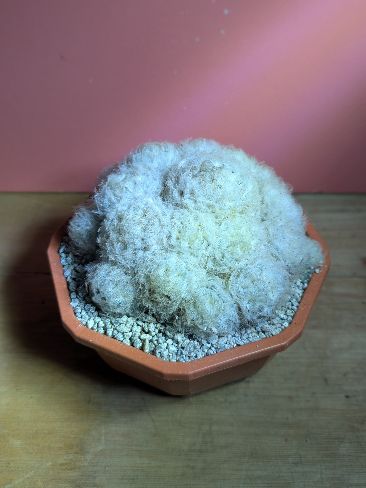 Mammilaria bocasana