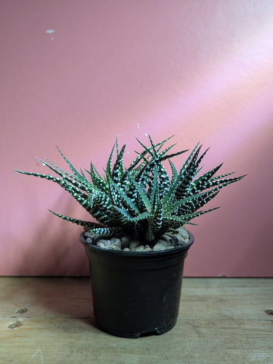 Haworthia fasciata 'zebra plant'