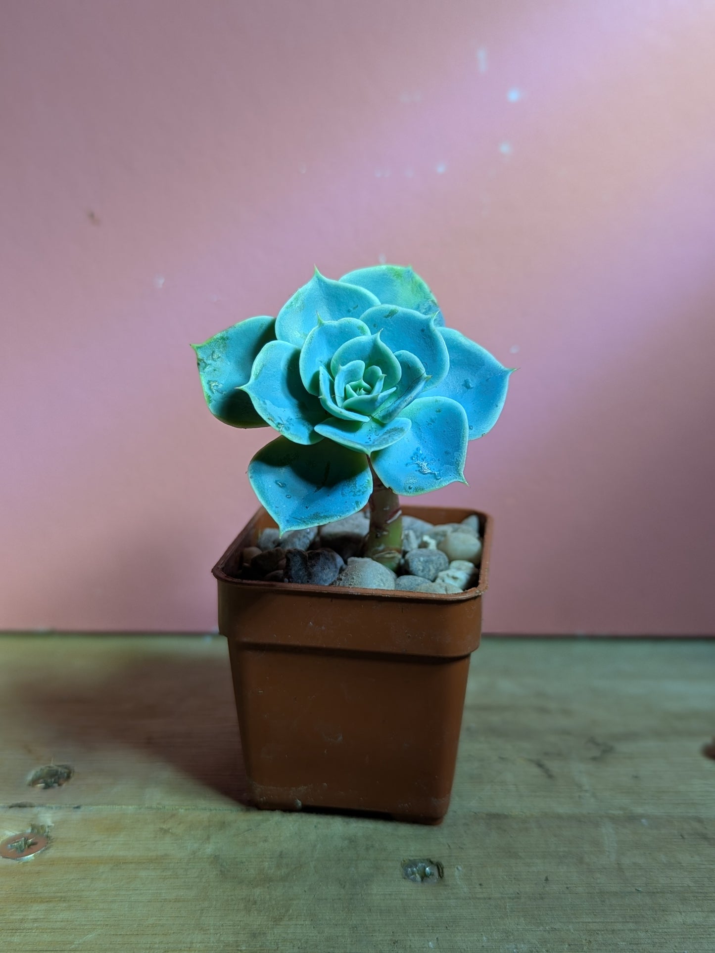 Echeveria pup