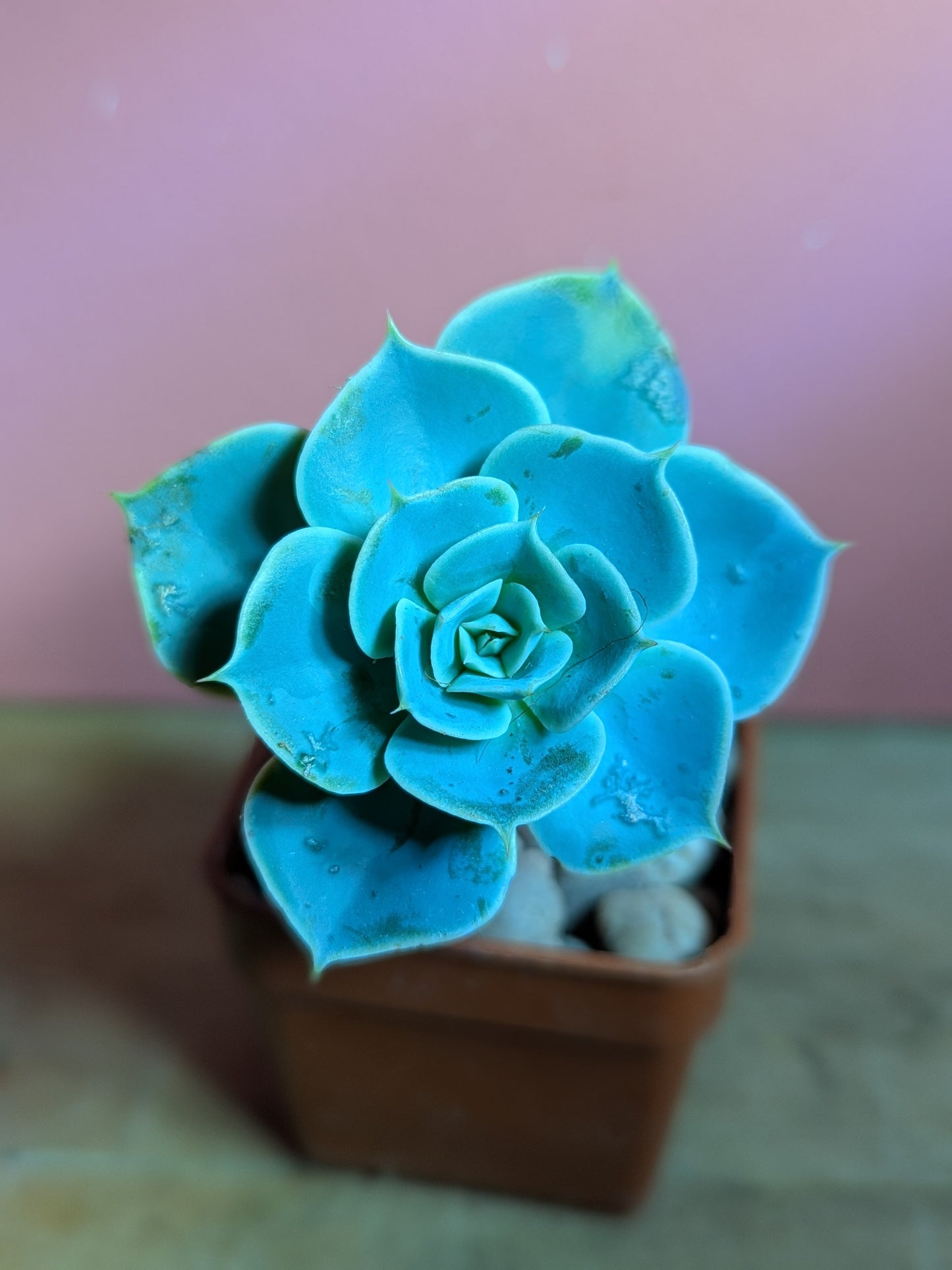 Echeveria pup