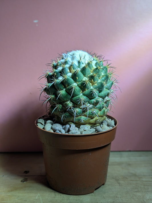 Coryphantha grandis