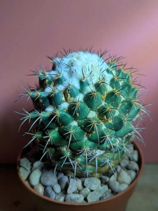 Coryphantha grandis