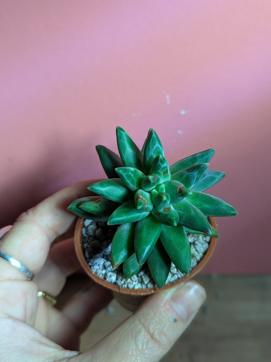 Pachyphytum compactum