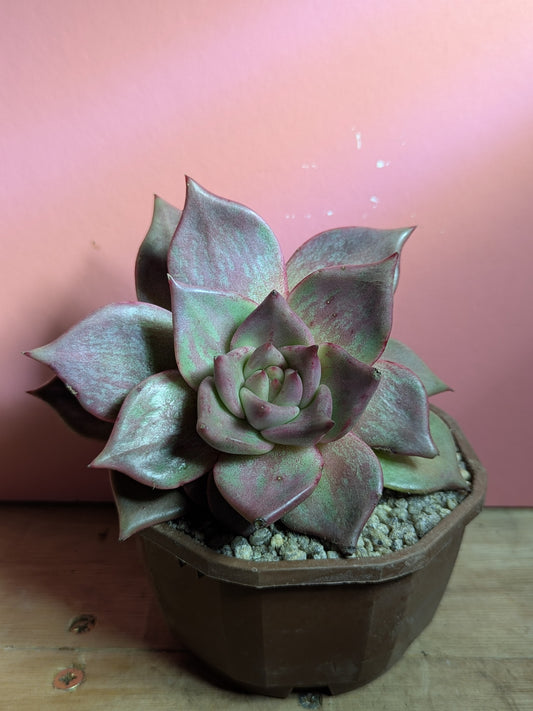 Echeveria agaviodes