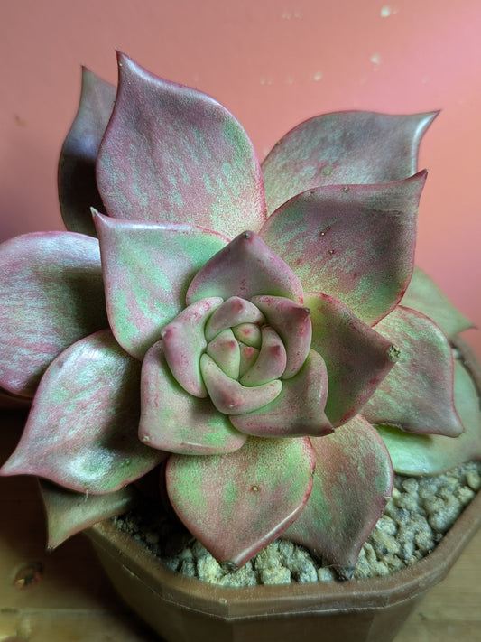 Echeveria agaviodes