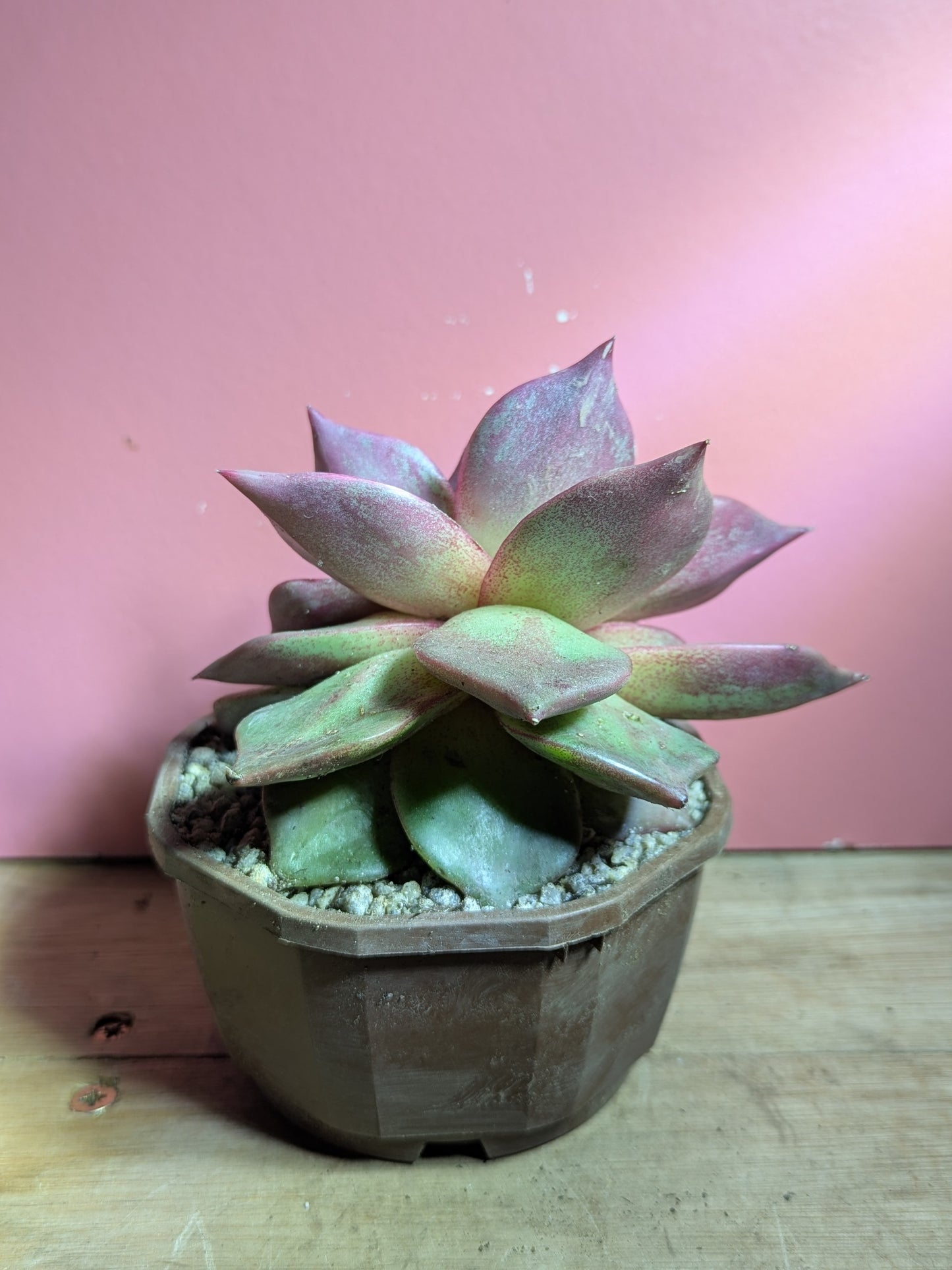 Echeveria agaviodes