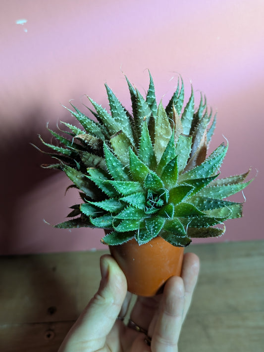 Aloe aristata 'Lace Aloe'