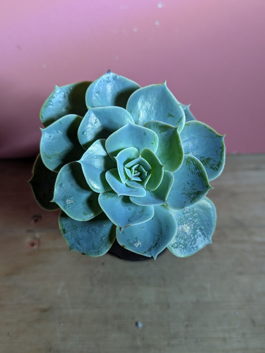 Echeveria A