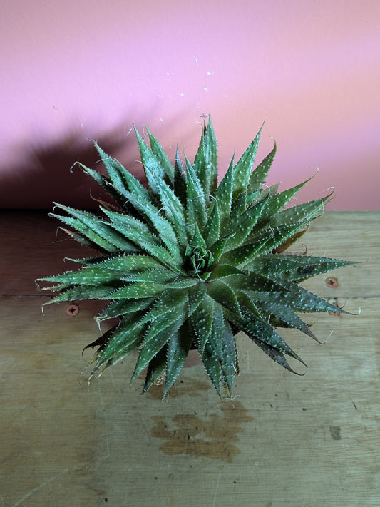 Aloe aristata 'Lace Aloe'