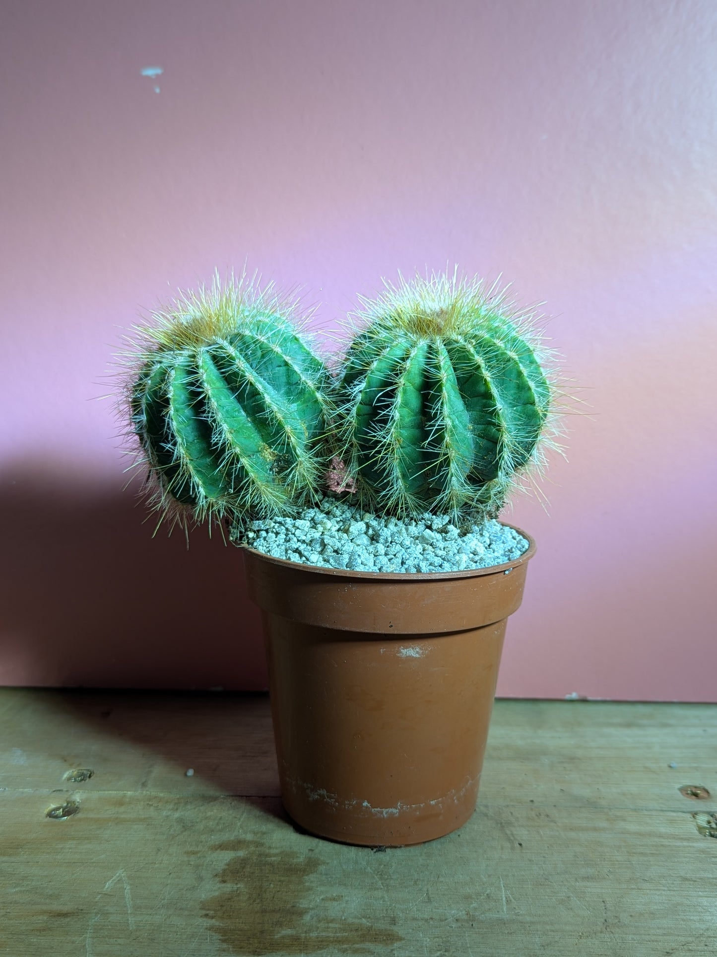 Notocactus magnificus pup