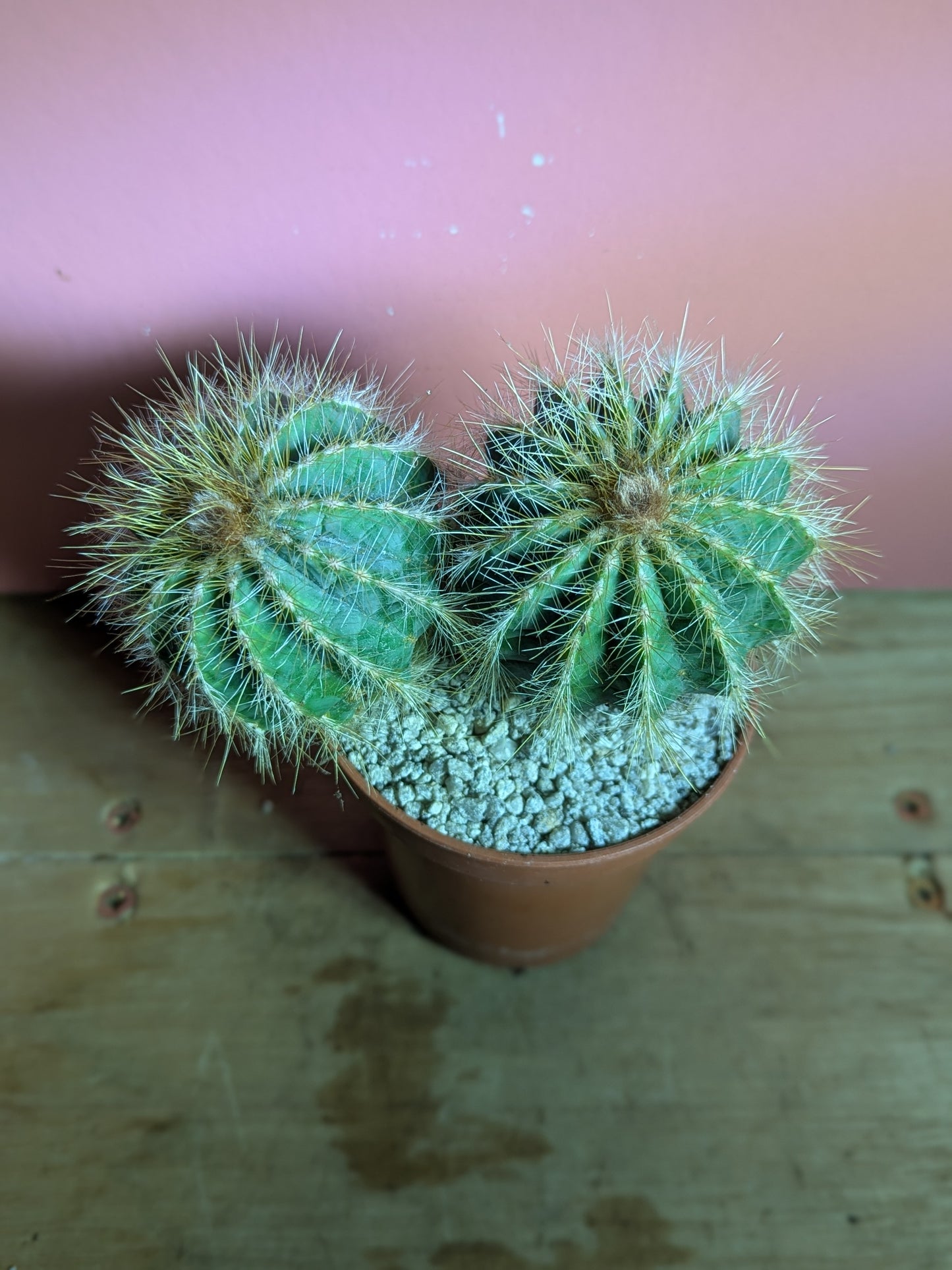 Notocactus magnificus pup