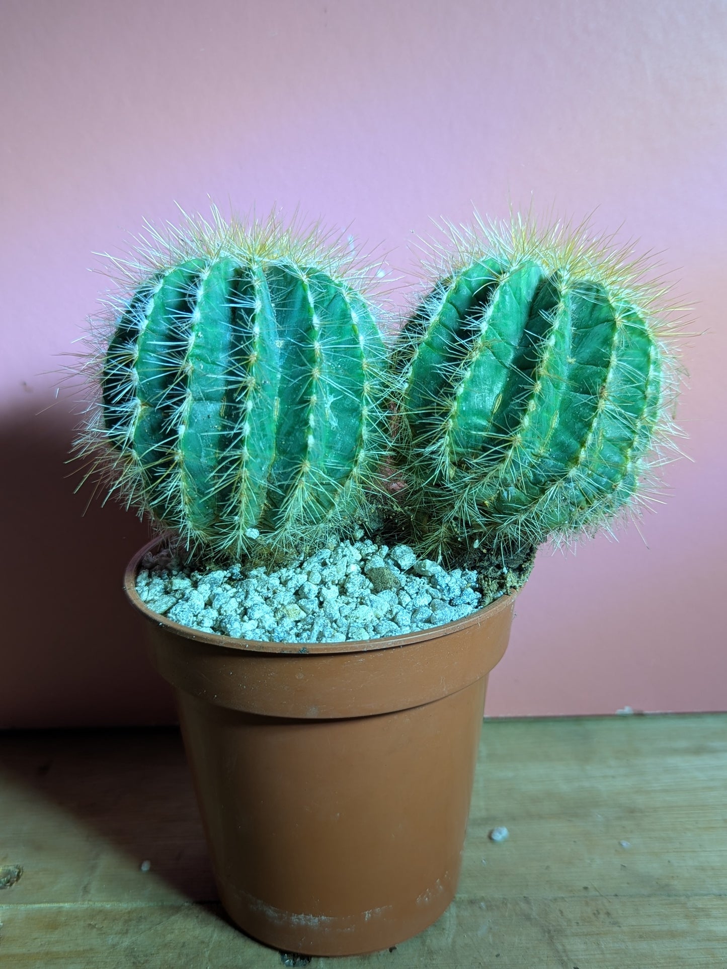 Notocactus magnificus pup