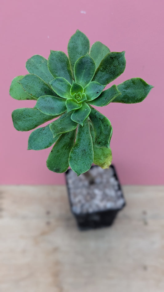 Aeonium lancerrotense