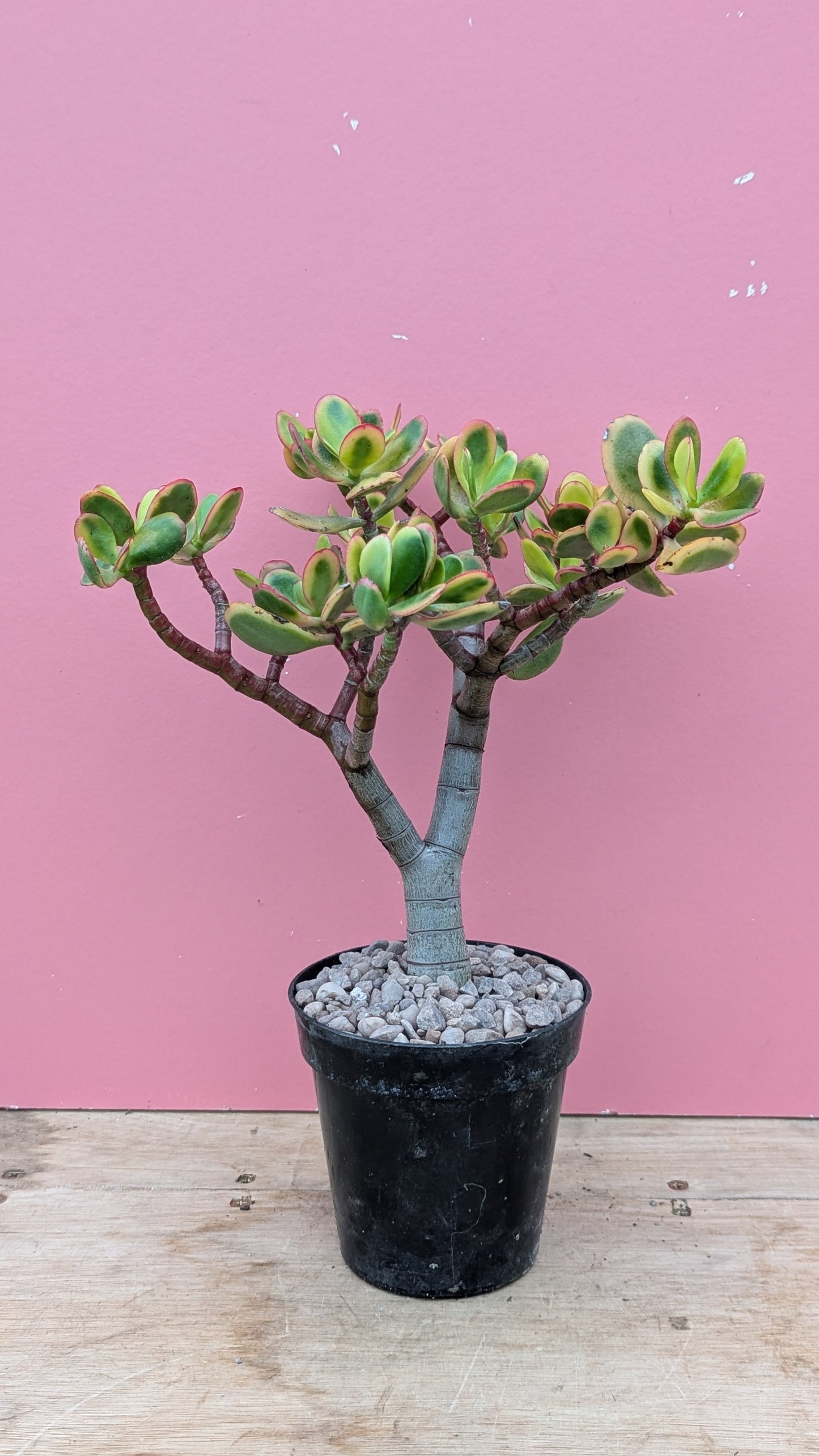 Crassula 'Hummel's Sunset'