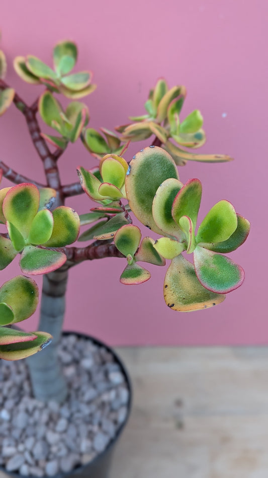 Crassula 'Hummel's Sunset'