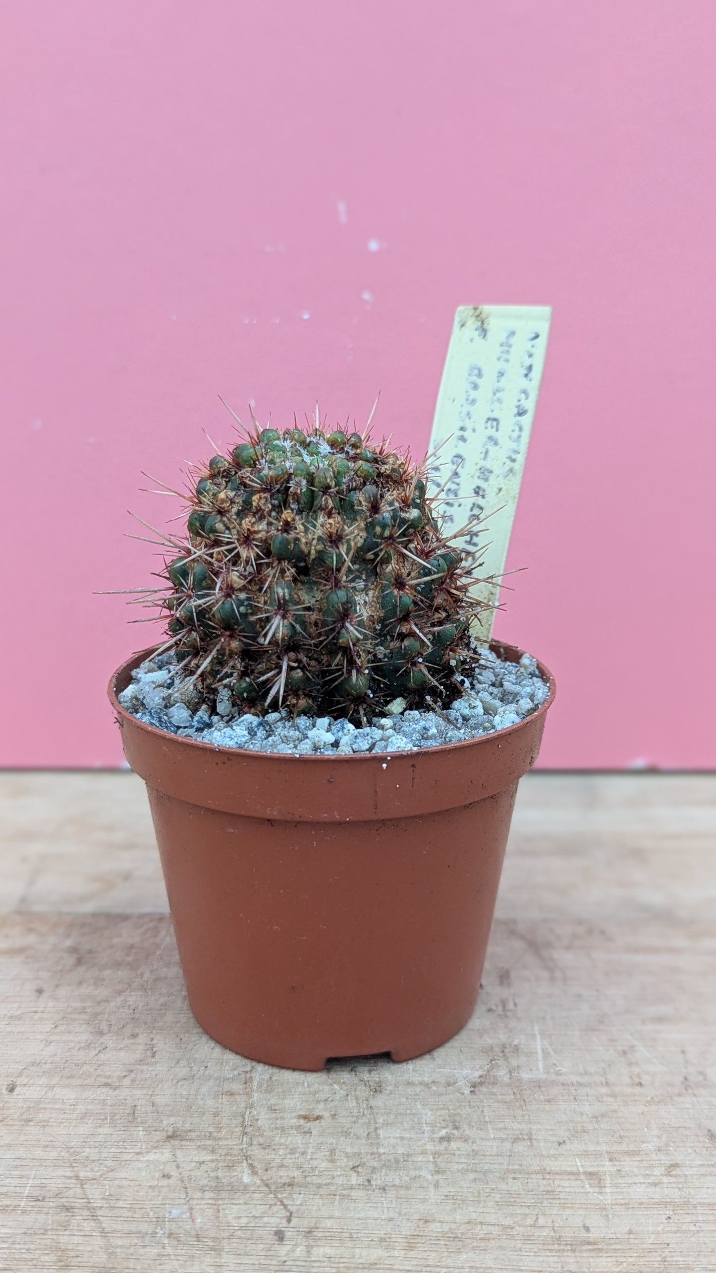 Notocactus mueller-melchersii brasiliensis