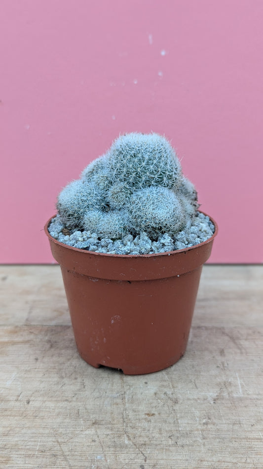 Rebutia 'Bobby Dazzler'