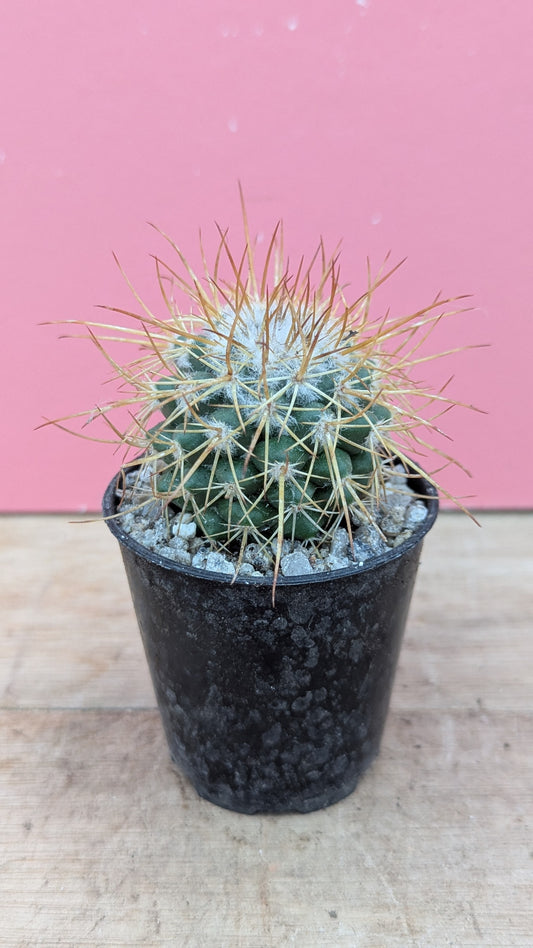 Mammillaria apozolensis v. saltensis