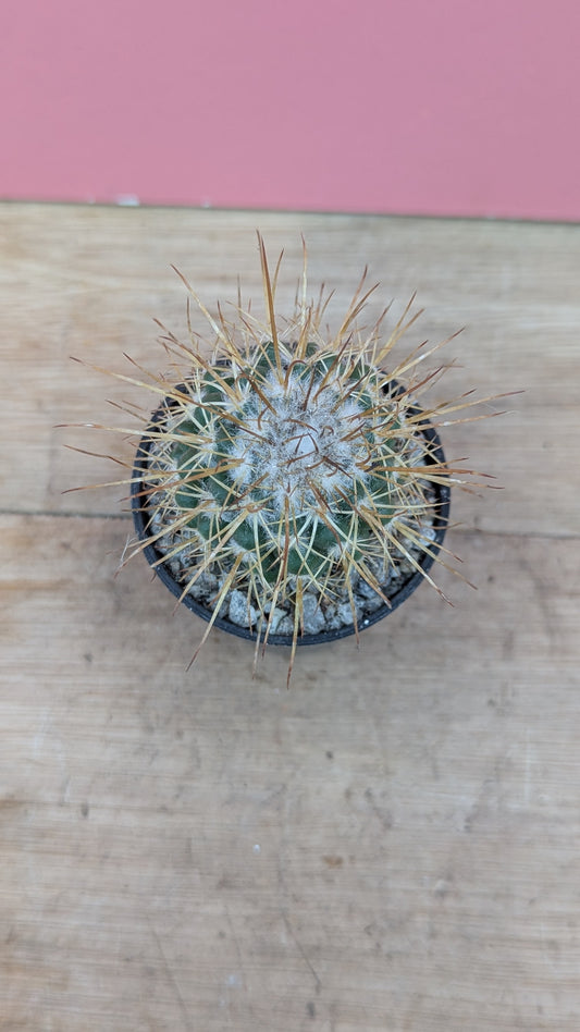 Mammillaria apozolensis v. saltensis