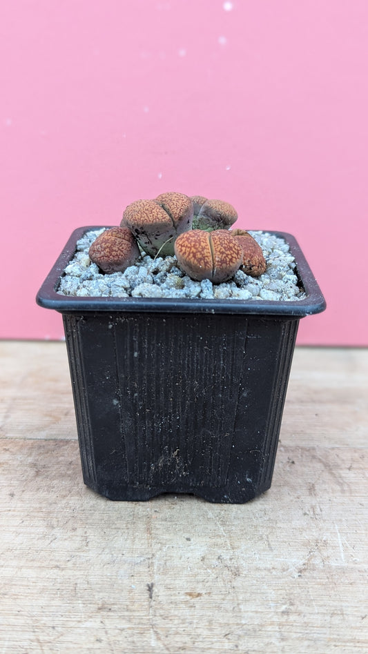 Lithops aucampiae