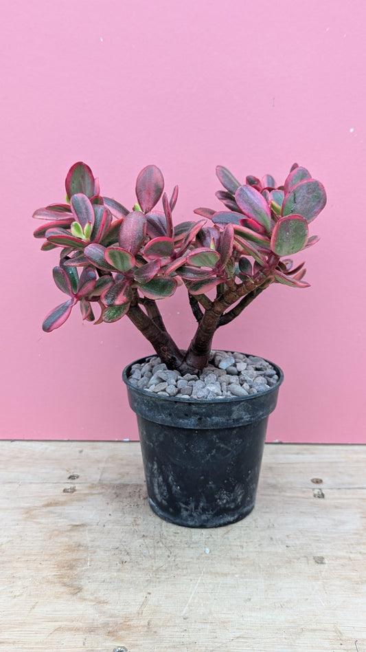 Crassula ovata 'multicolour'