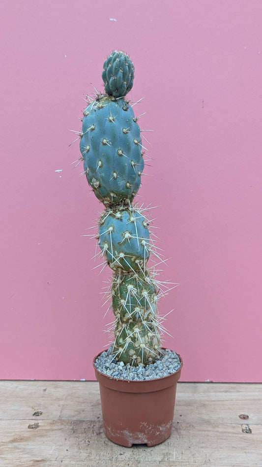 Miqueliopuntia miquelii