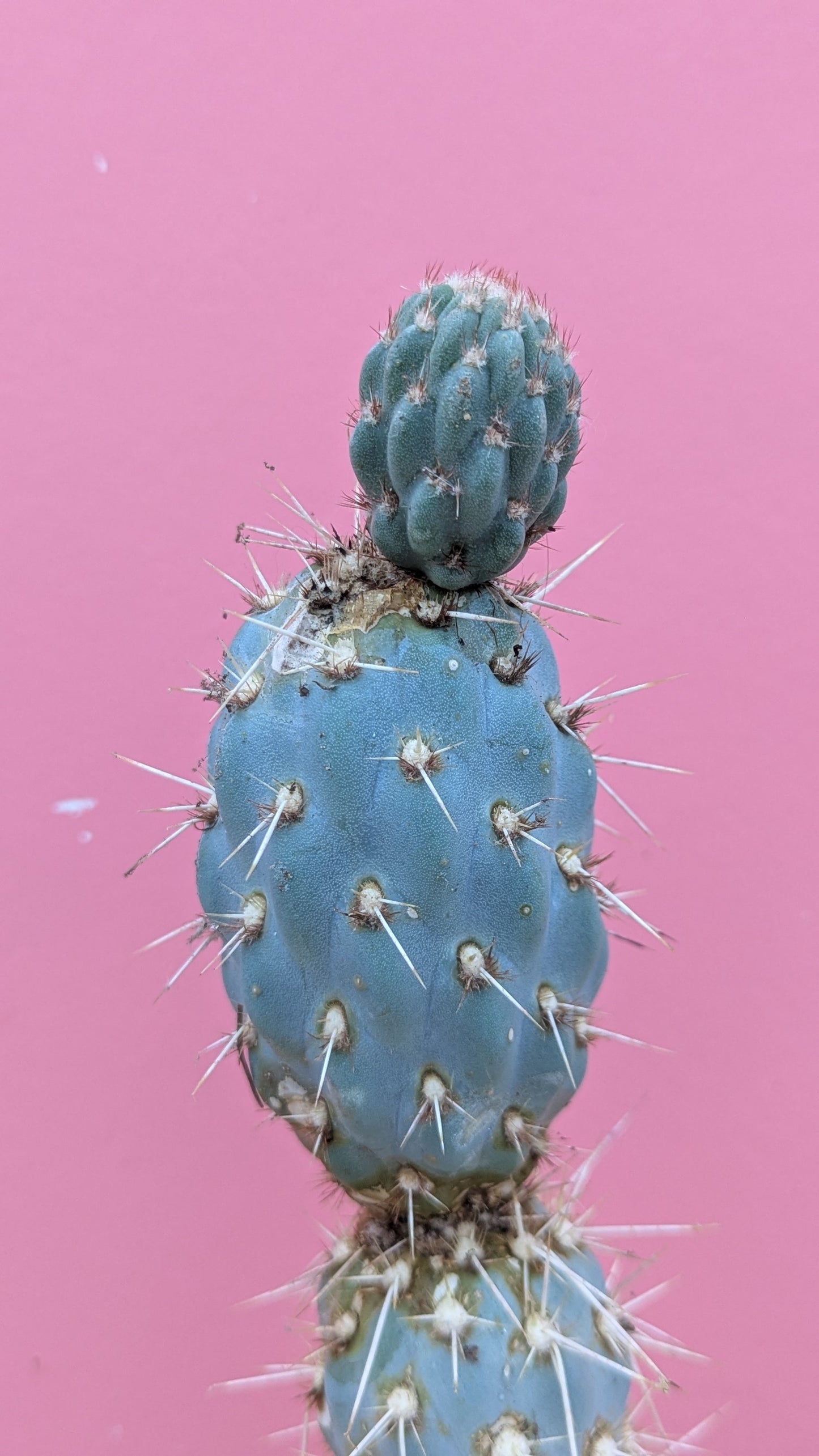 Miqueliopuntia miquelii